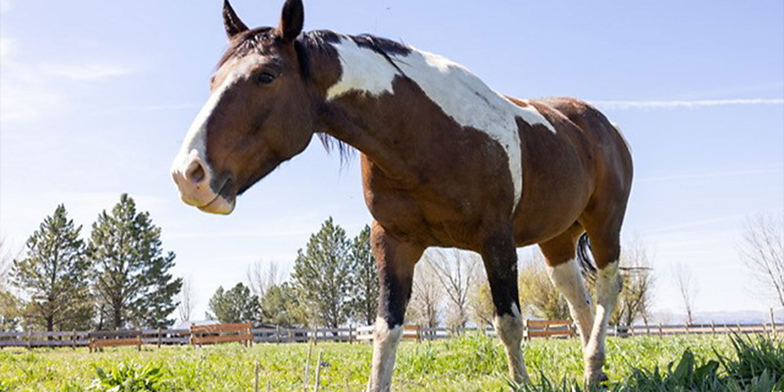lodge-horse-01