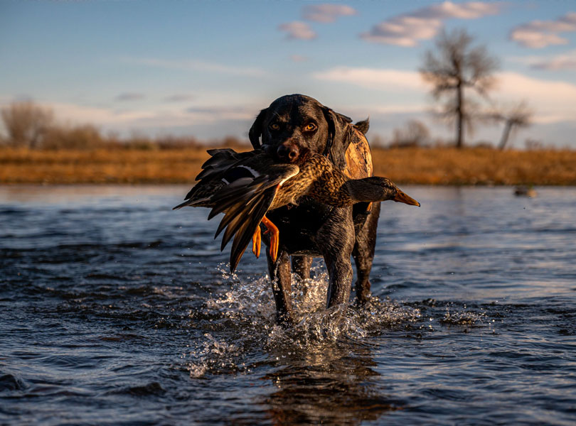 hunting-whattoexpect-inset-03