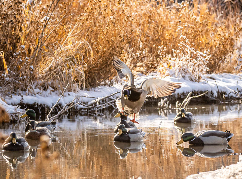 hunting-whattoexpect-inset-06