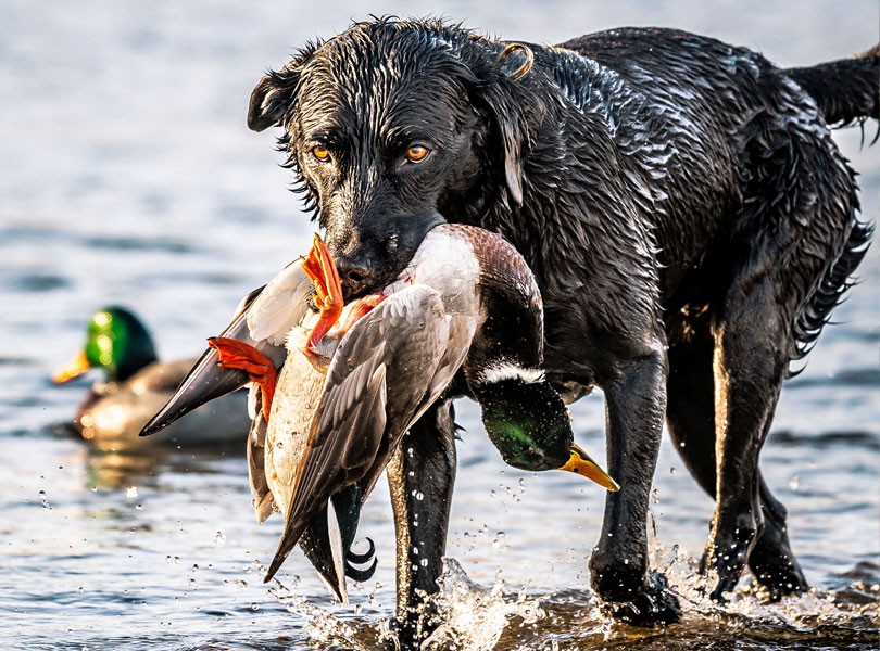 hunting-whattoexpect-inset-07