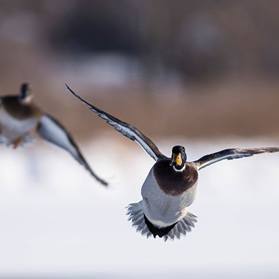 hunting-gallery-1_Sep-2026