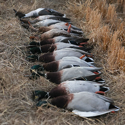 hunting-gallery-6_Sep-2026