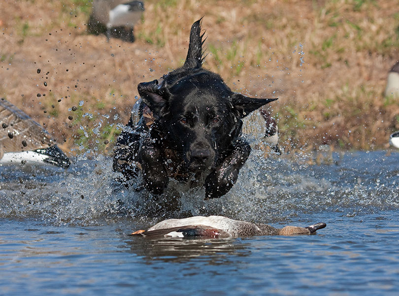 hunting-inset-11_Sep-2026