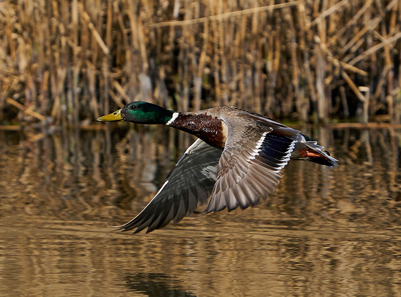 hunting-inset-23_Sep-2026