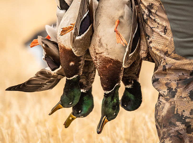 hunting-inset-9_Sep-2026